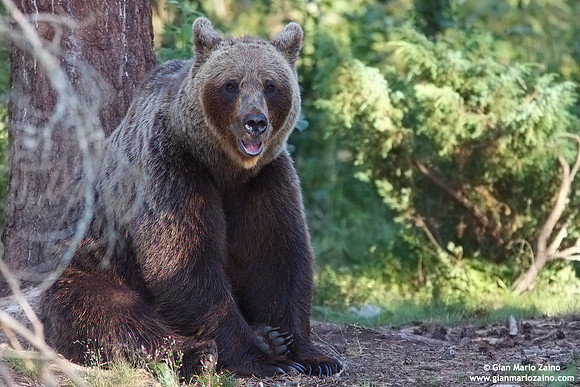 Ursus arctos / Orso bruno / Brown bear / Ours brun