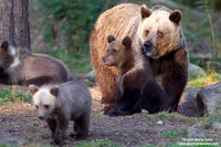 Ursus arctos / Orso bruno / Brown bear / Ours brun