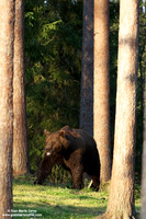 Ursus arctos / Orso bruno / Brown bear / Ours brun