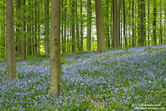 Belgium - Hallerbos (24/04/18)