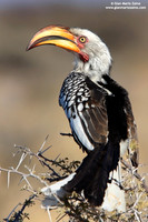 Tockus leucomelas / Bucero beccogiallo meridionale / Southern Yellow-billed Hornbill / Calao leucomèle