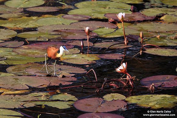 Actophilornis africanus / Jacana africana / African jacana / Jacana à poitrine dorée