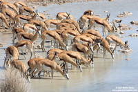 Antidorcas marsupialis / Antilope / Springbok / Gazelle à poche dorsale