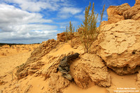 Australia - Pinnacles desert (2008)
