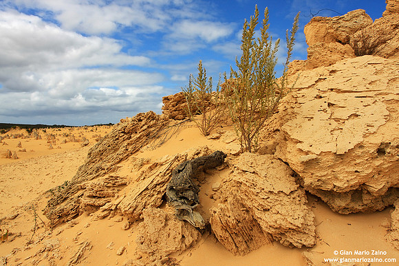 Australia - Pinnacles desert (2008)
