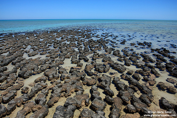 Australia - Hamelin Pool (2008)
