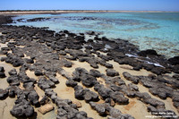 Australia - Hamelin Pool (2008)