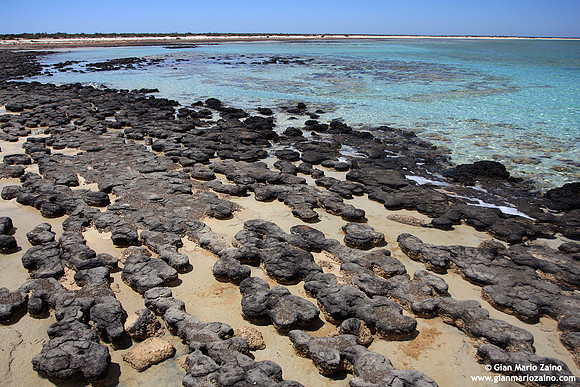 Australia - Hamelin Pool (2008)