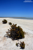 Australia - Shell beach (2008)