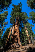 USA - California - Sequoia & Kings Canyon NP (12/08/2015)