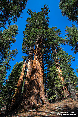 USA - California - Sequoia & Kings Canyon NP (12/08/2015)