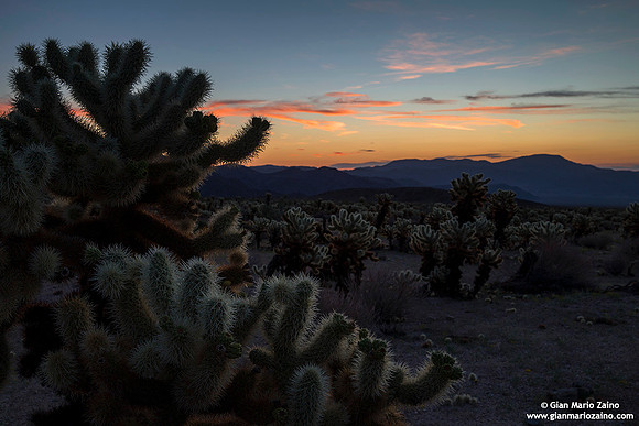 USA - California - Joshua Tree NP (14/08/2015)