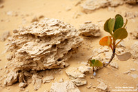 Australia - Pinnacles desert (2008)