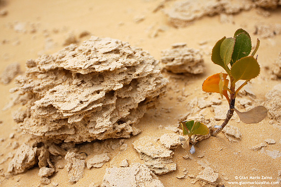 Australia - Pinnacles desert (2008)