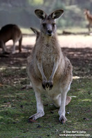 Macropus fuliginosus / Canguro grigio / Western grey kangaroo / Kangourou gris