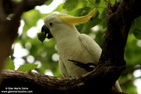 Cacatua sulphurea / Cacatua cresta gialla / Yellow-crested Cockatoo / Cacatoès soufré
