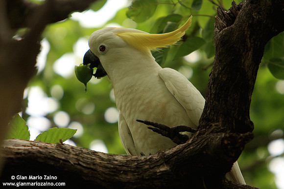 Cacatua sulphurea / Cacatua cresta gialla / Yellow-crested Cockatoo / Cacatoès soufré