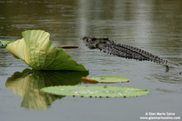 Crocodylus porosus / Coccodrillo marino / Saltwater crocodile / Crocodile marin