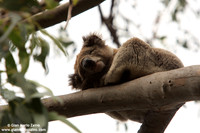 Phascolarctos cinereus / Koala / Koala / Koala