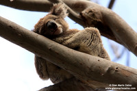 Phascolarctos cinereus / Koala / Koala / Koala