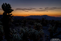 USA - California - Joshua Tree NP (14/08/2015)