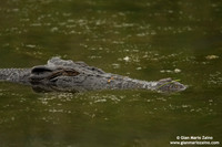 Crocodylus porosus / Coccodrillo marino / Saltwater crocodile / Crocodile marin