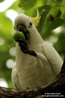 Cacatua sulphurea / Cacatua cresta gialla / Yellow-crested Cockatoo / Cacatoès soufré