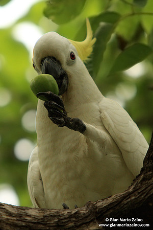 Cacatua sulphurea / Cacatua cresta gialla / Yellow-crested Cockatoo / Cacatoès soufré