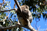 Phascolarctos cinereus / Koala / Koala / Koala