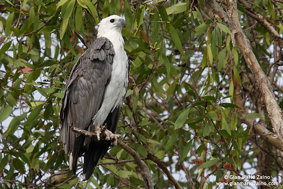 Haliaeetus leucogaster / Aquila di mare / White-bellied sea eagle / Pygargue blagre