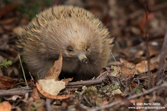Tachyglossus aculeatus / Echidna dal becco corto / Short-beaked echidna / Échidné à nez court