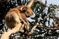 Phascolarctos cinereus / Koala / Koala / Koala