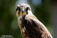 Falco peregrinus / Falco pellegrino / Peregrine falcon / Faucon pèlerin