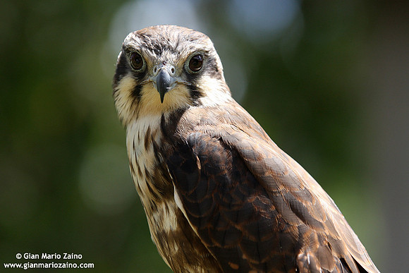 Falco peregrinus / Falco pellegrino / Peregrine falcon / Faucon pèlerin