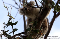 Phascolarctos cinereus / Koala / Koala / Koala