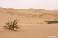 Namibia - Namib Desert (2009)
