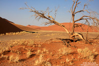 Namibia - Namib Desert (2009)