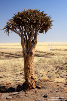Namibia - Namib Desert (2009)