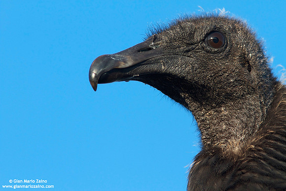 Coragyps atratus / Urubù dalla testa nera / Black Vulture / Urubu noir