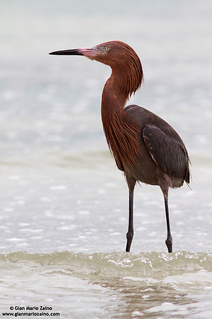 Egretta rufescens / Reddish egret / Garzetta rossastra / Aigrette roussâtre