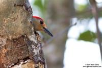 Melanerpes carolinus / Picchio panciarossa / Red-bellied woodpecker / Pic à ventre roux