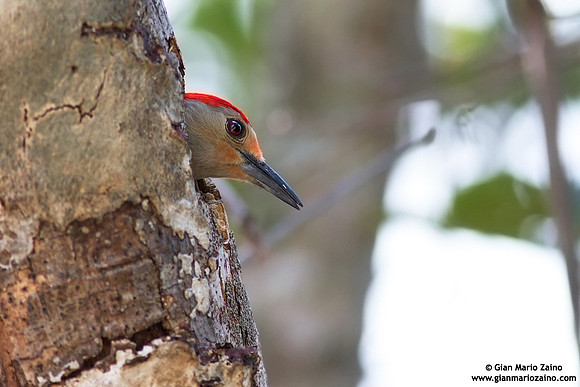 Melanerpes carolinus / Picchio panciarossa / Red-bellied woodpecker / Pic à ventre roux