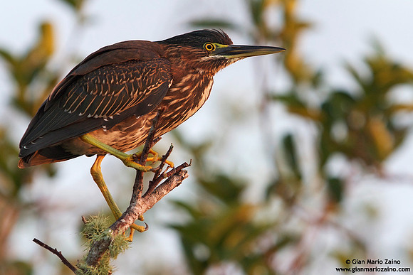 Butorides virescens / Airone verde / Green heron / Héron vert