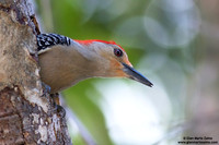Melanerpes carolinus / Picchio panciarossa / Red-bellied woodpecker / Pic à ventre roux