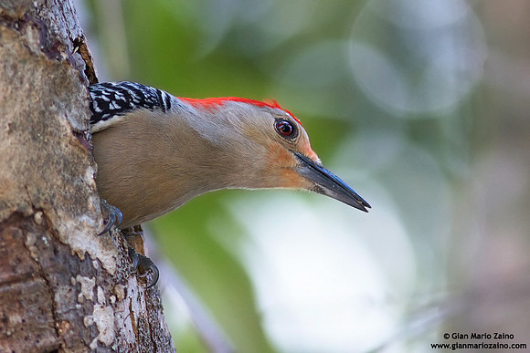 Melanerpes carolinus / Picchio panciarossa / Red-bellied woodpecker / Pic à ventre roux