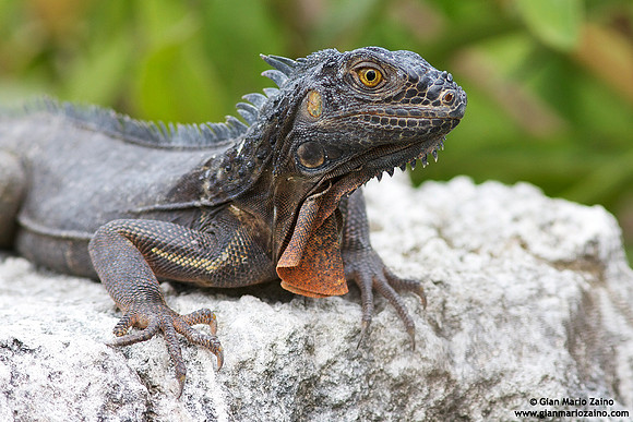 Iguana iguana / Iguana verde / Green Iguana / Iguane vert