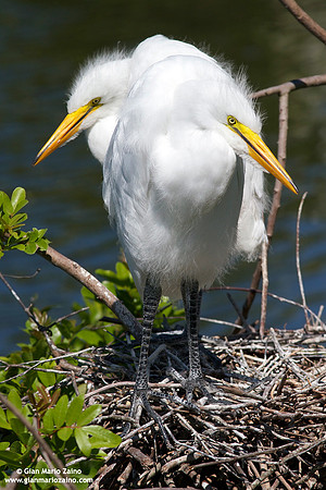 Ardea alba / Aione bianco maggiore / Great egret / Grande aigrette