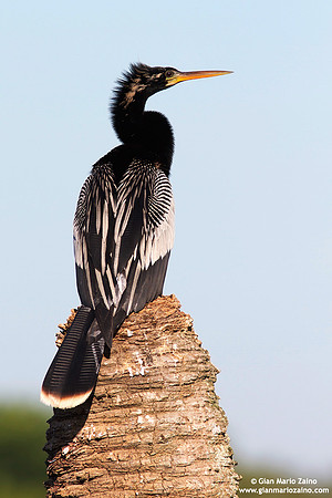 Anhinga anhinga / Aninga comune / Anhinga / Anhinga d'Amérique