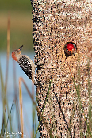 Melanerpes carolinus / Picchio panciarossa / Red-bellied woodpecker / Pic à ventre roux