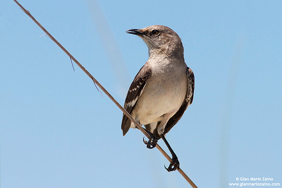 Mimus polyglottos / Mimo settentrionale / Northern mockingbird / Moqueur polyglotte